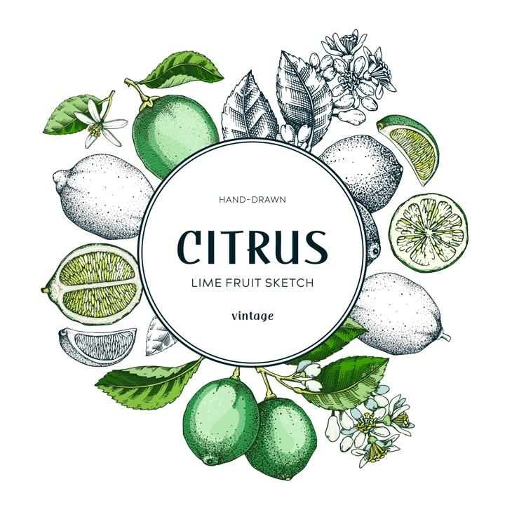 Lime fruit wreath. Citrus fruit sketches. Summer card or invitation template. Botanical design. Hand drawn vector illustration. NOT AI generated